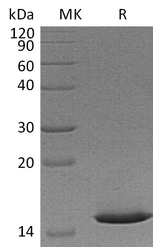 Mouse Cystatin B +SDS-PAGE.jpg